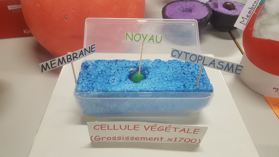 6èmes : Fabrique-moi une cellule ! : Etablissement catholique d